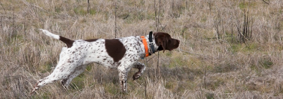 Quail Point Hunt Club - Home